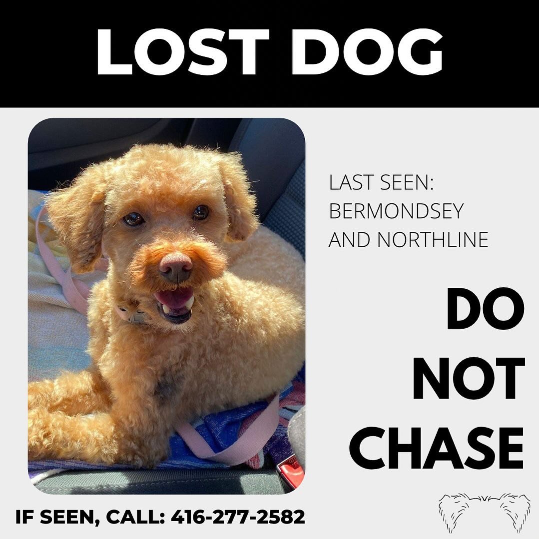 🚨 LOST DOG | PLS SHARE 🚨 

One of our alum has gone missing. To avoid calling out for her, we will not provide her name. 

LAST SEEN AT BERMONDSEY AND NORTHLINE IN EAST YORK.

Mini poodle, light brown with a black patch of fur on her upper left arm