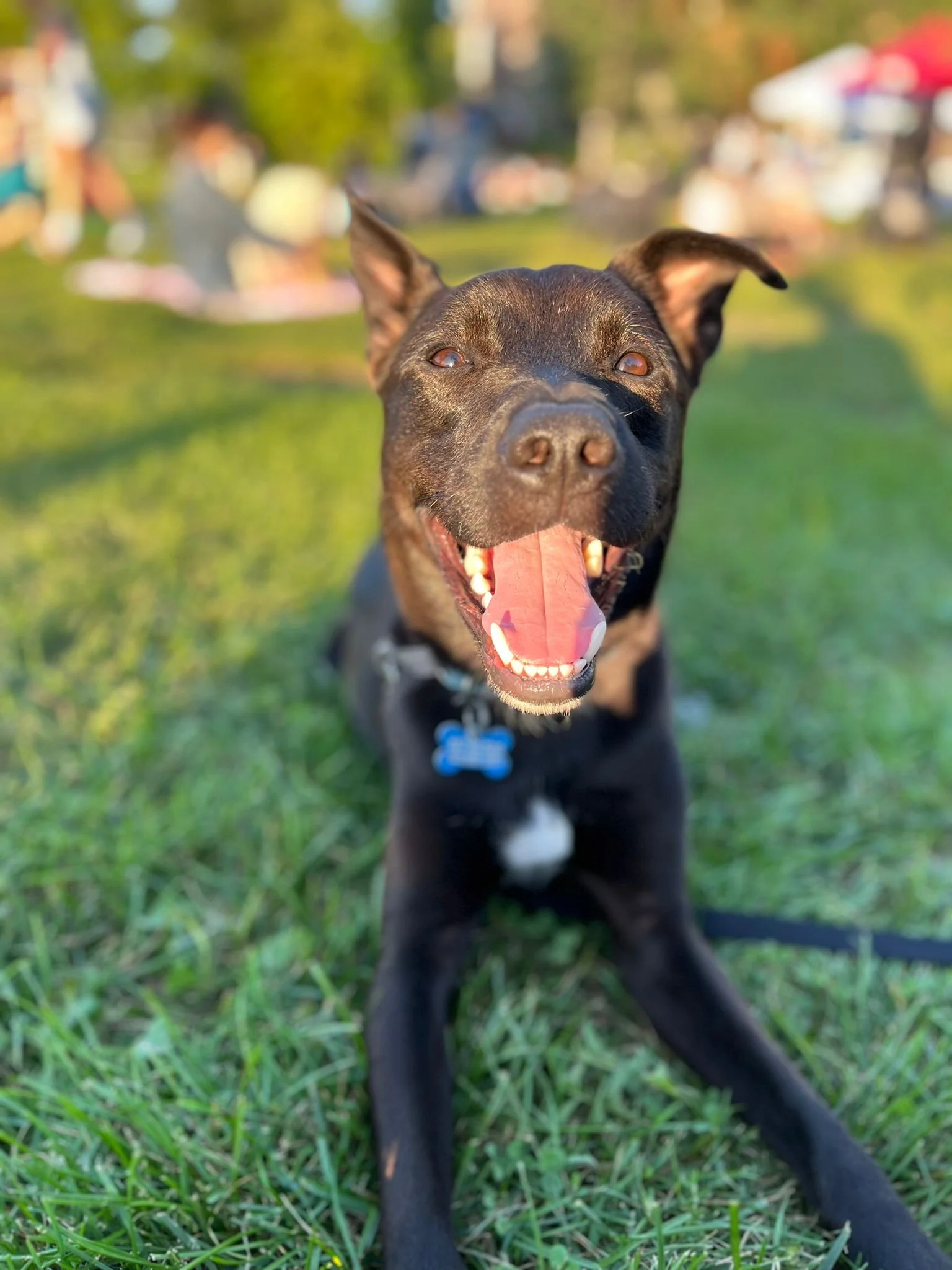 MUTT Spotlight — MUTTS Dog Rescue