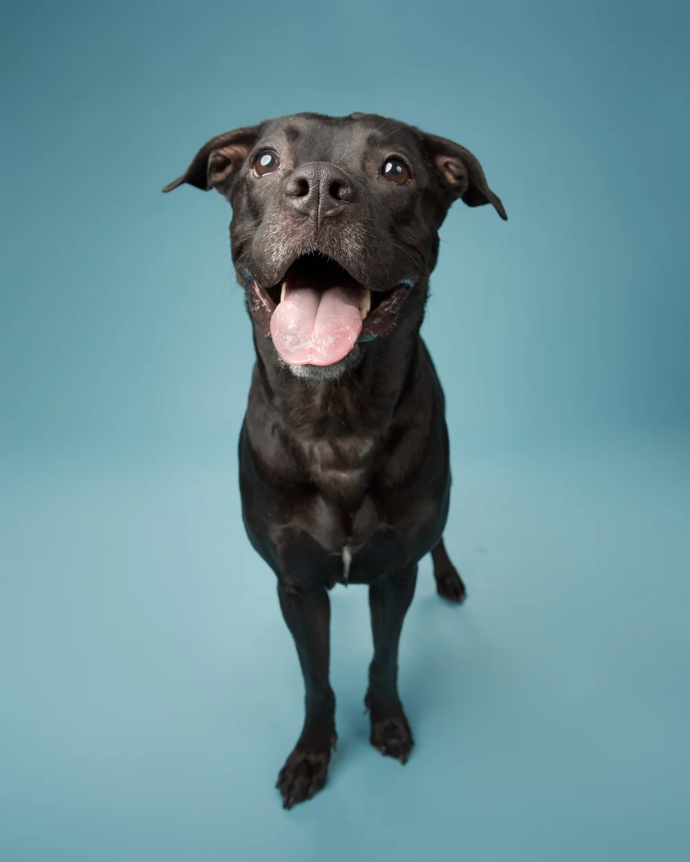 Contact Us — MUTTS Dog Rescue