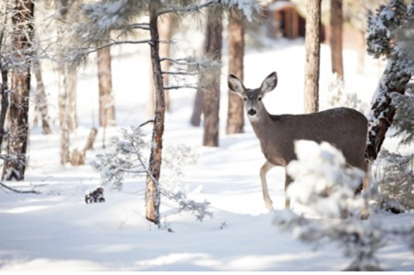 Seasonal Observations Hike with Gilda's