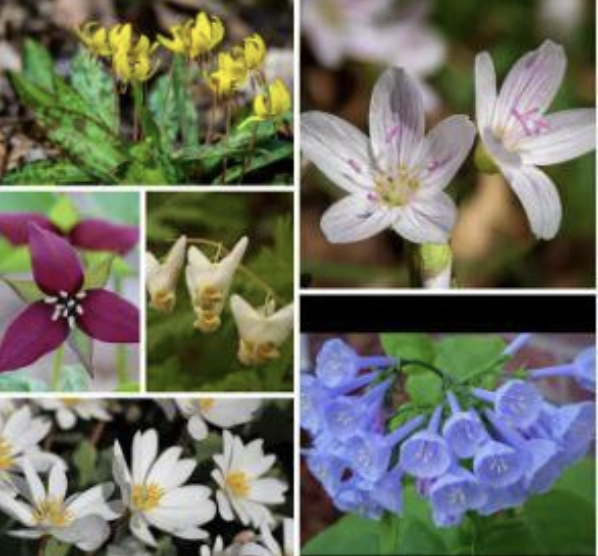 Spring Ephemerals Hike