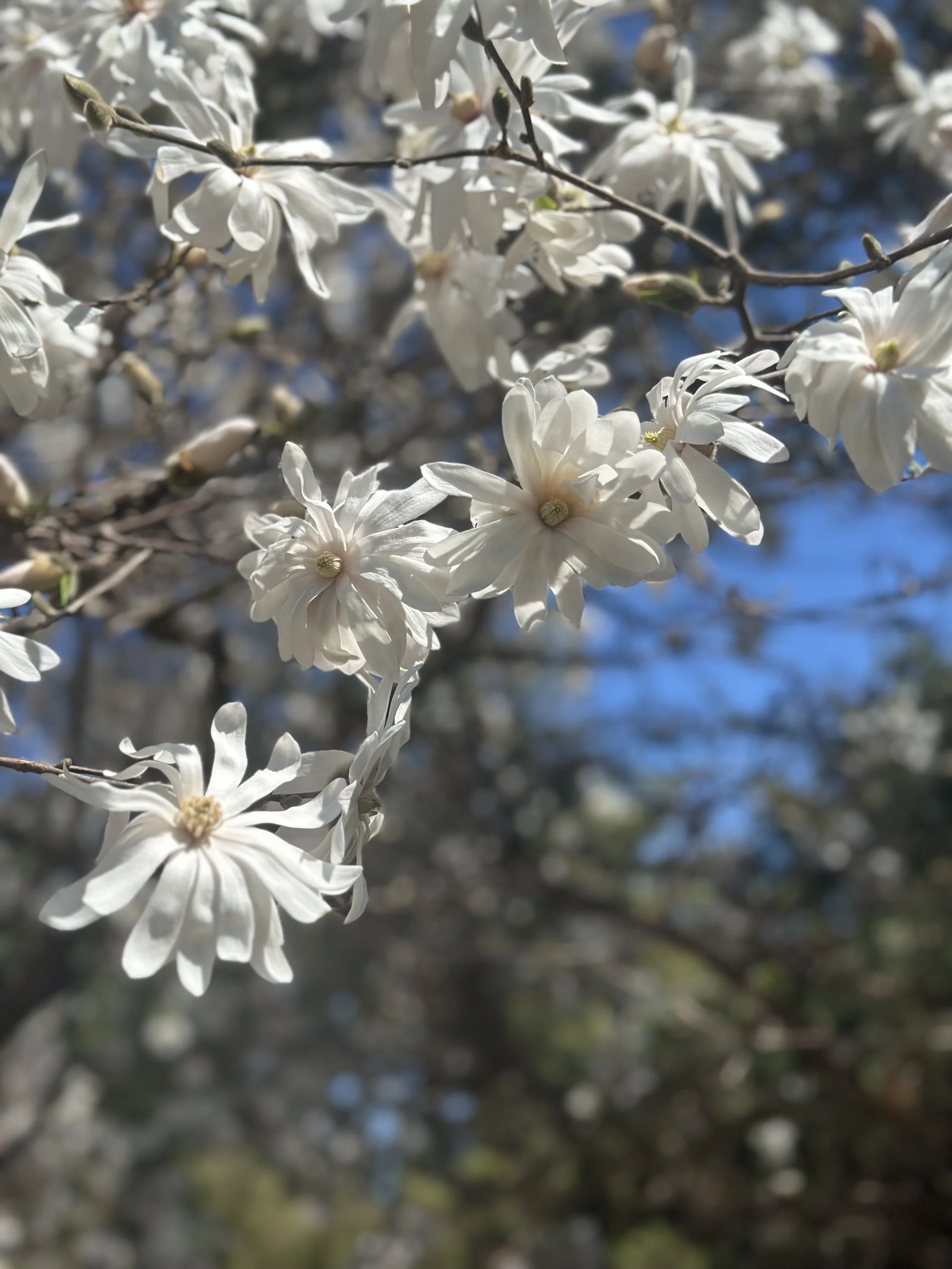 Early Signs of Spring