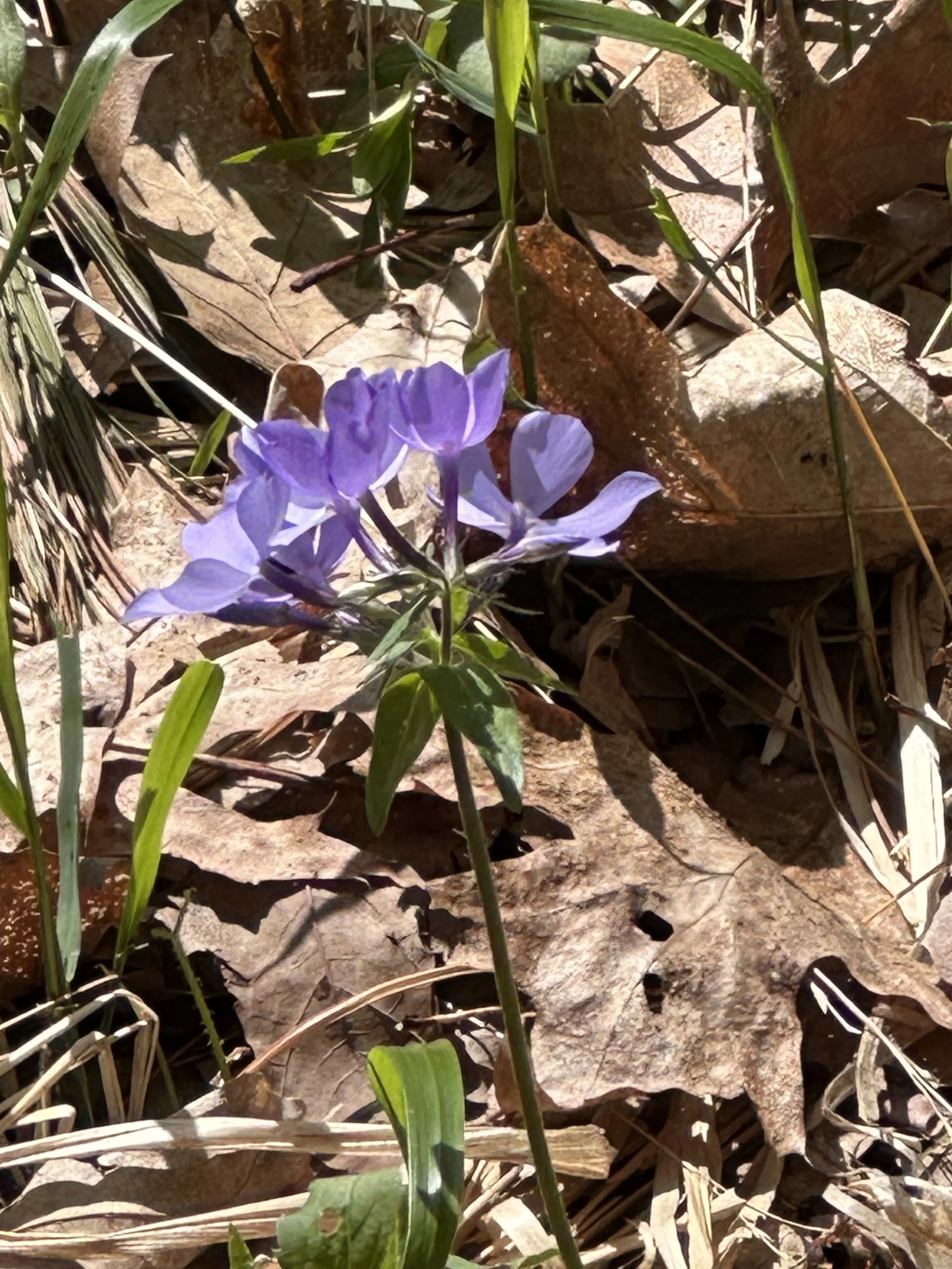 IMG_7353.jpeg
