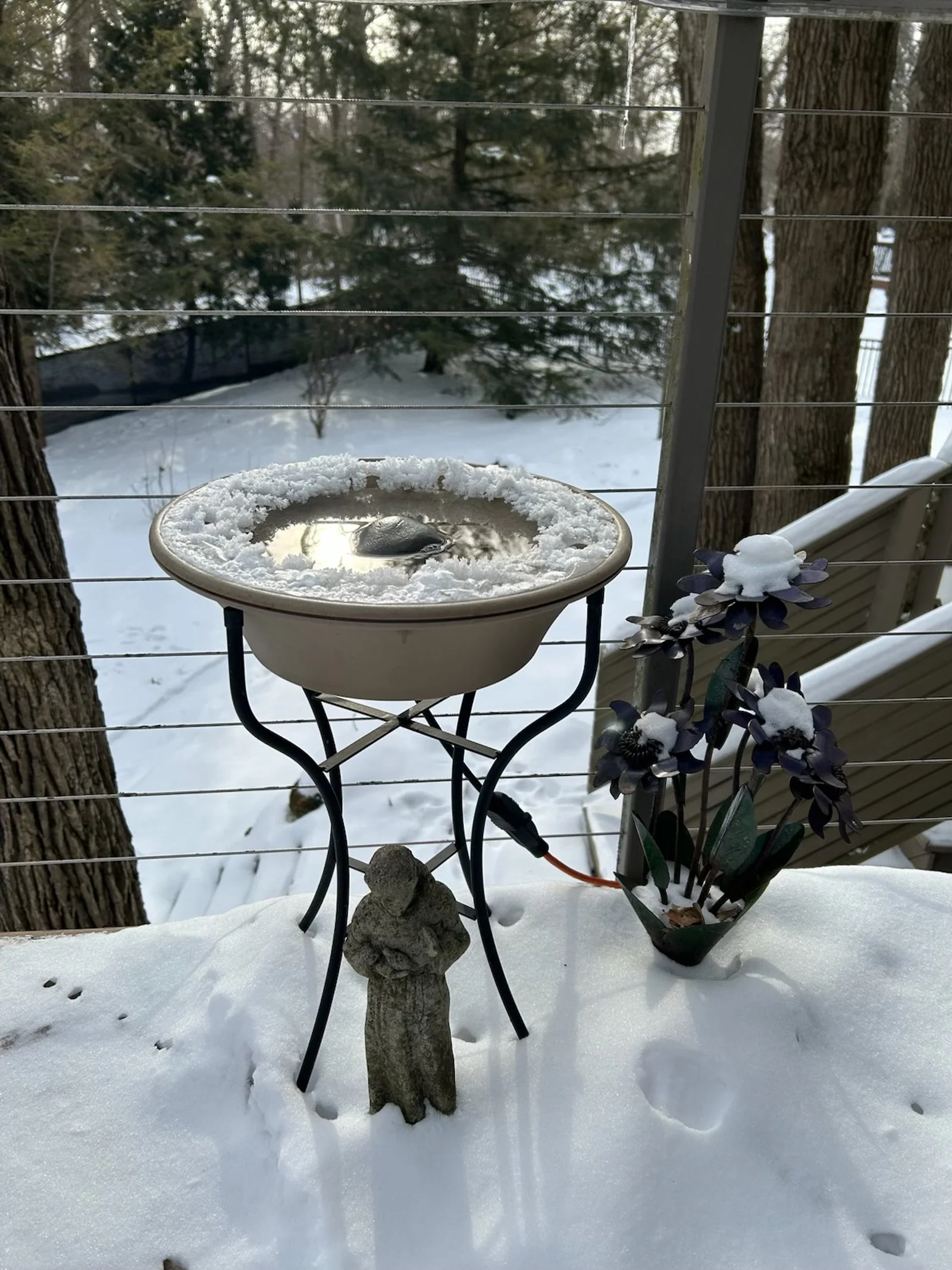 The birds love going to Judy's house!