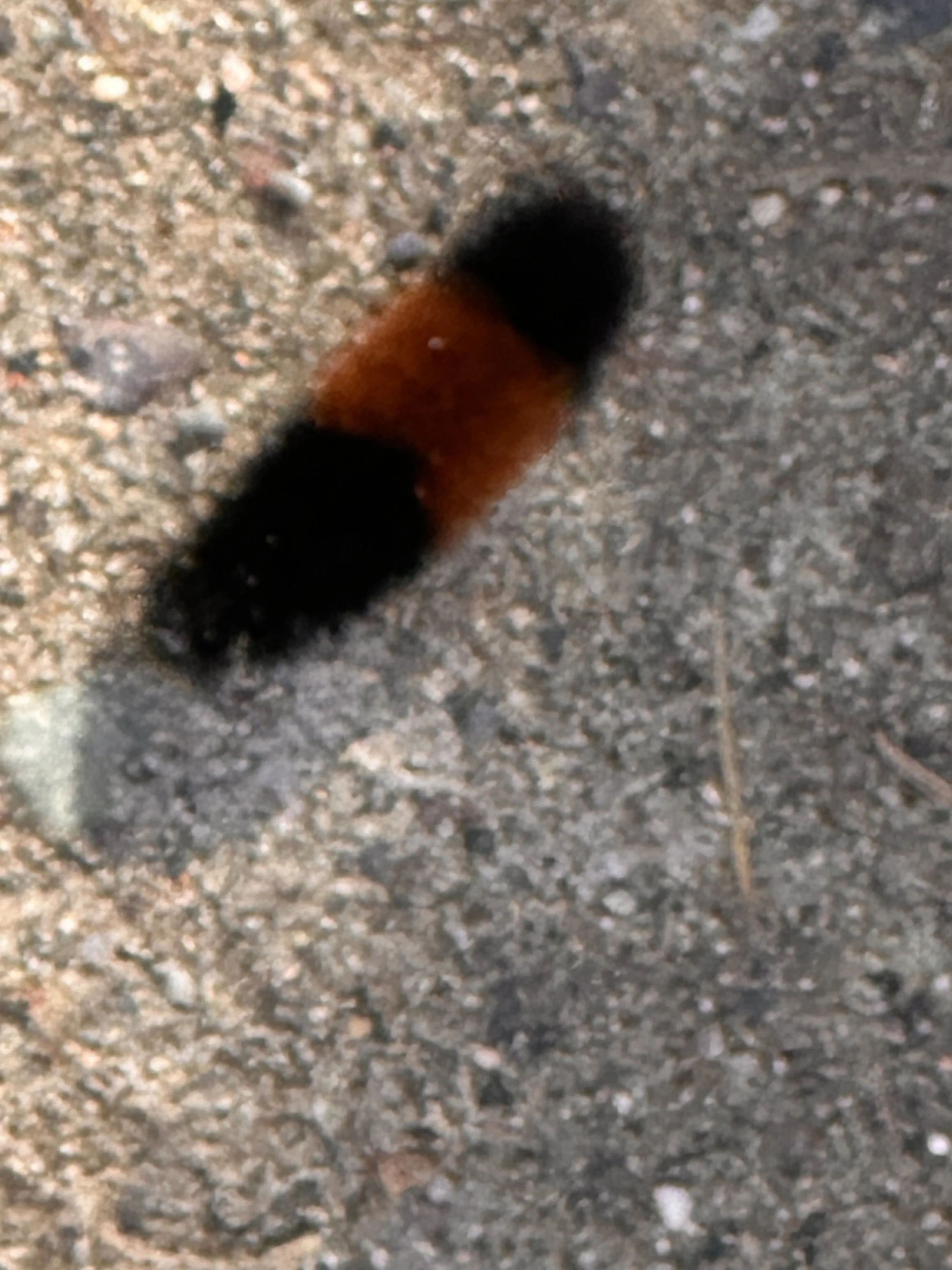 IMG_0806.jpeg