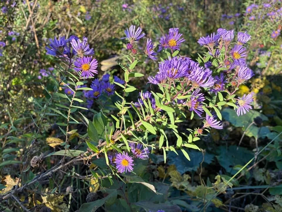 IMG_0668.jpeg