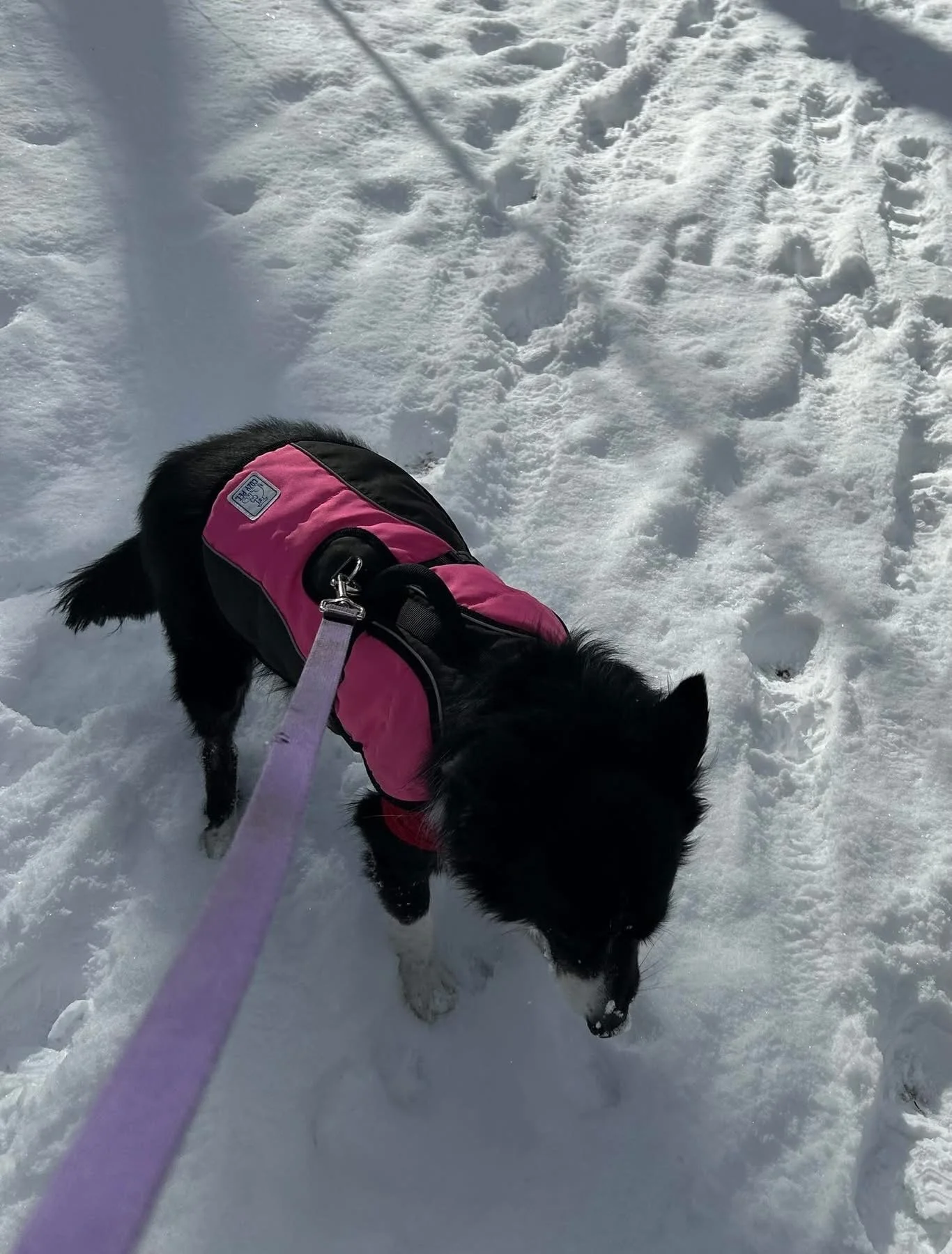 Frida and Judy ready for the cold!