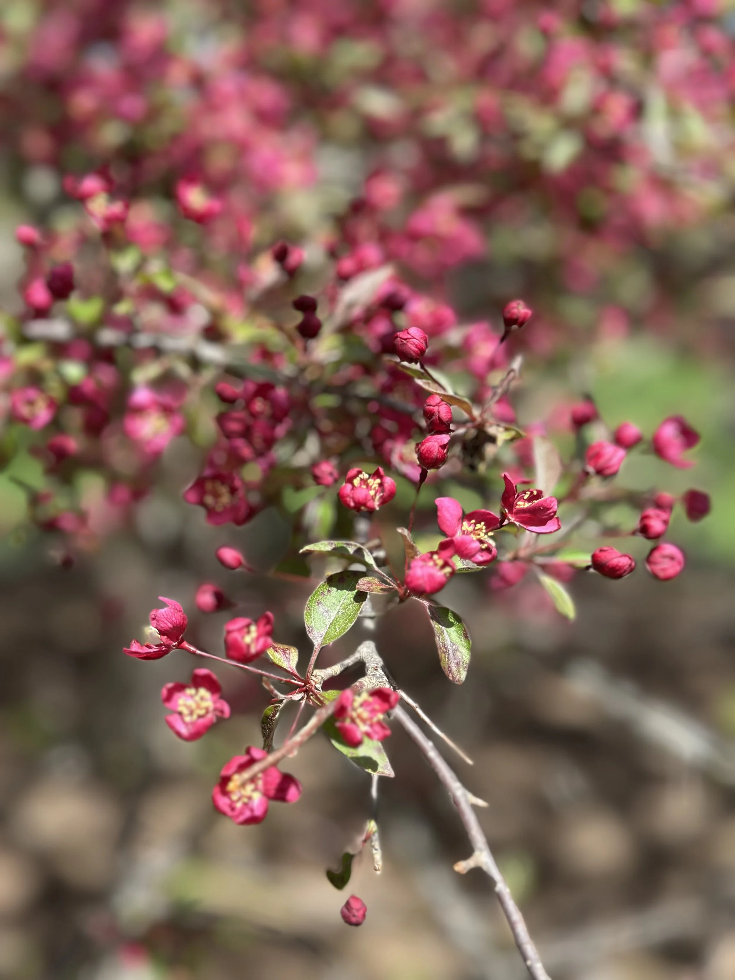 IMG_7407.jpeg