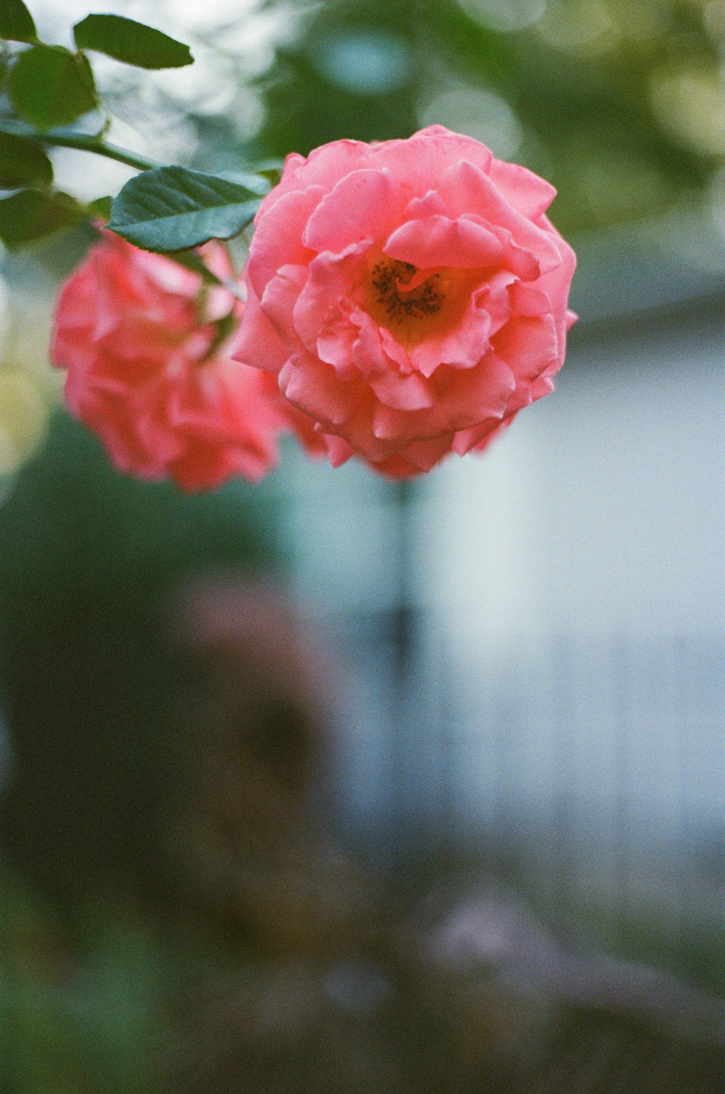 FUJI 400-2.jpg