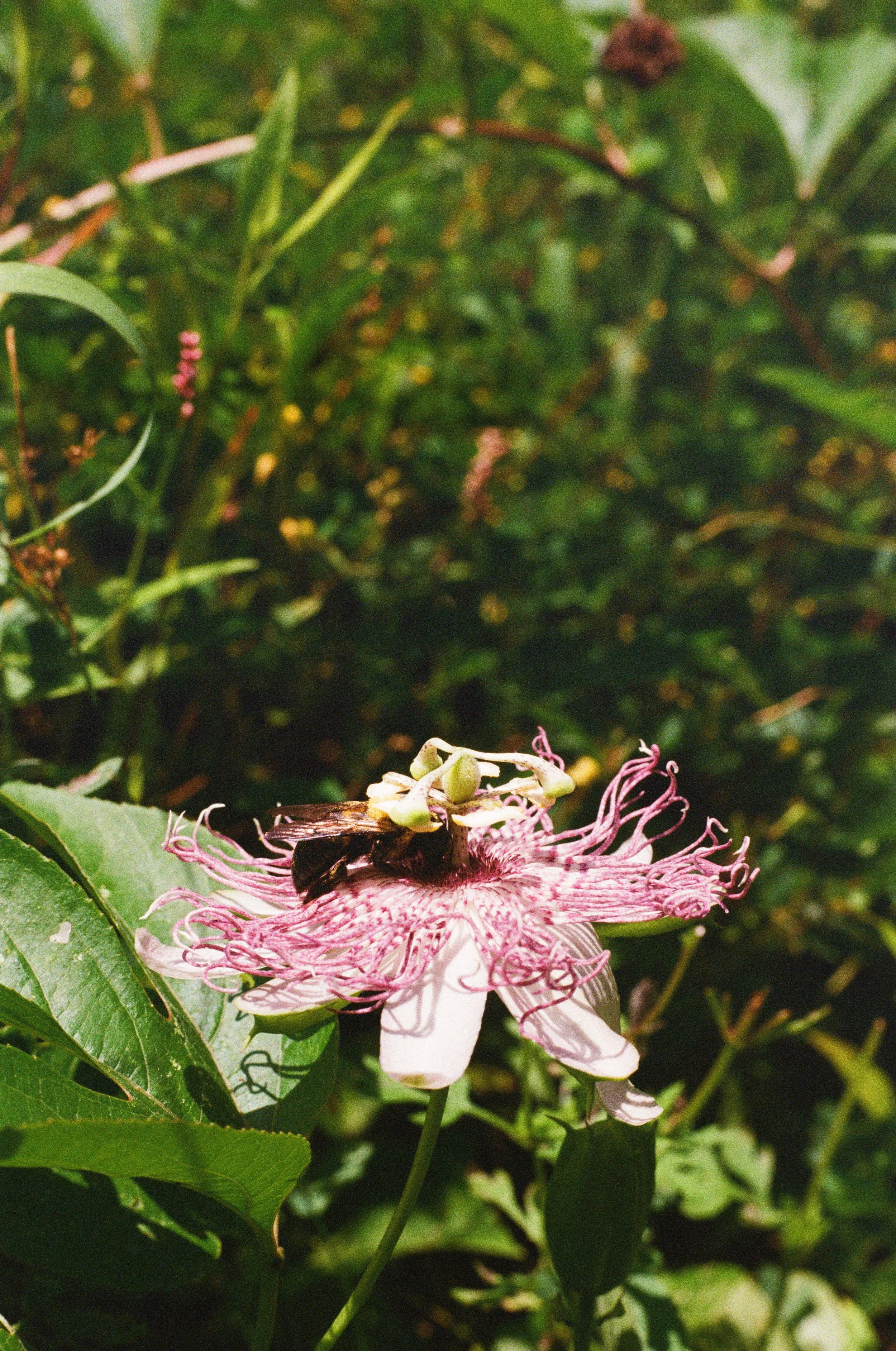 FUJI 400-10.jpg