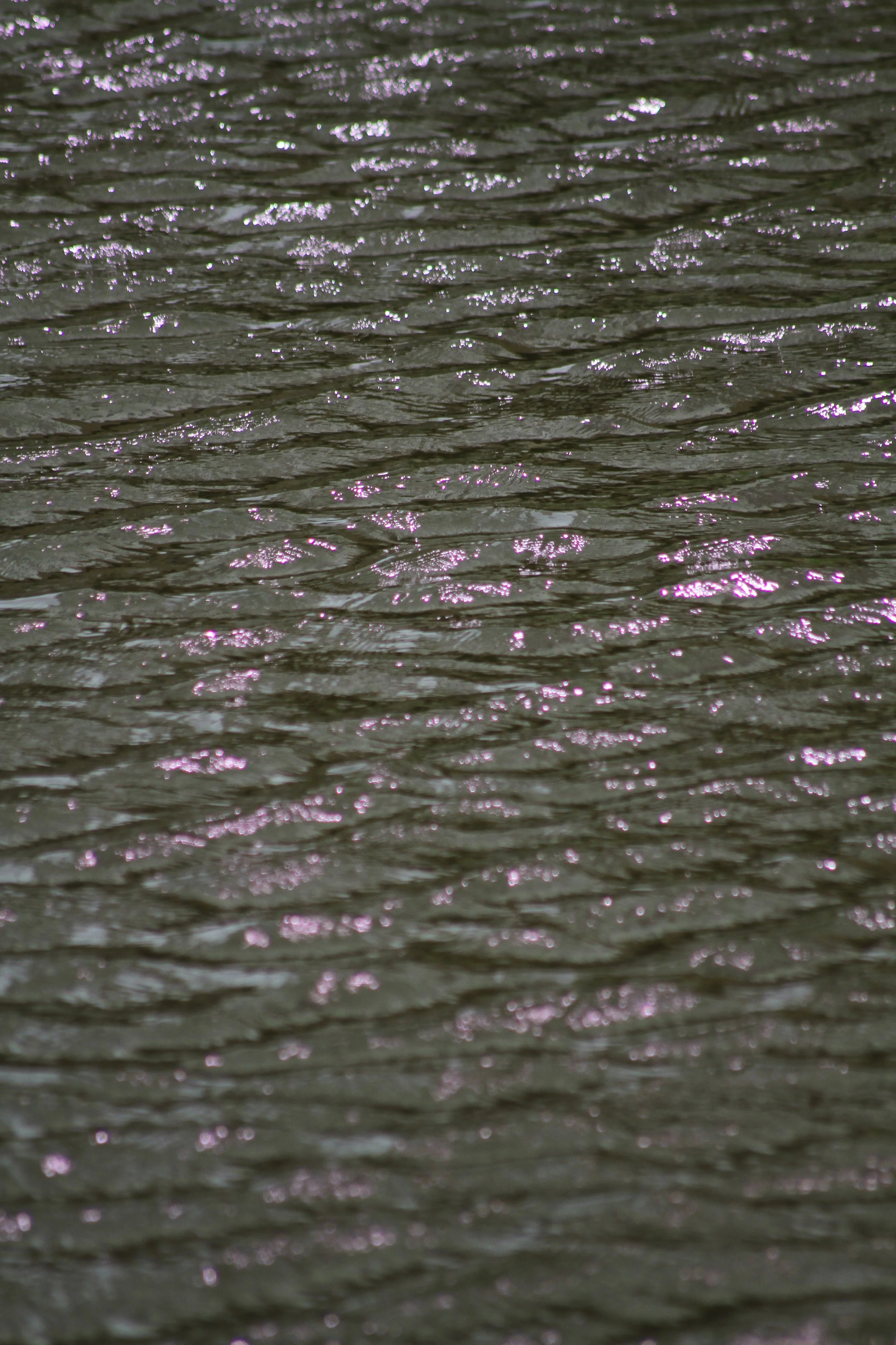 sundaywalk-01.jpg