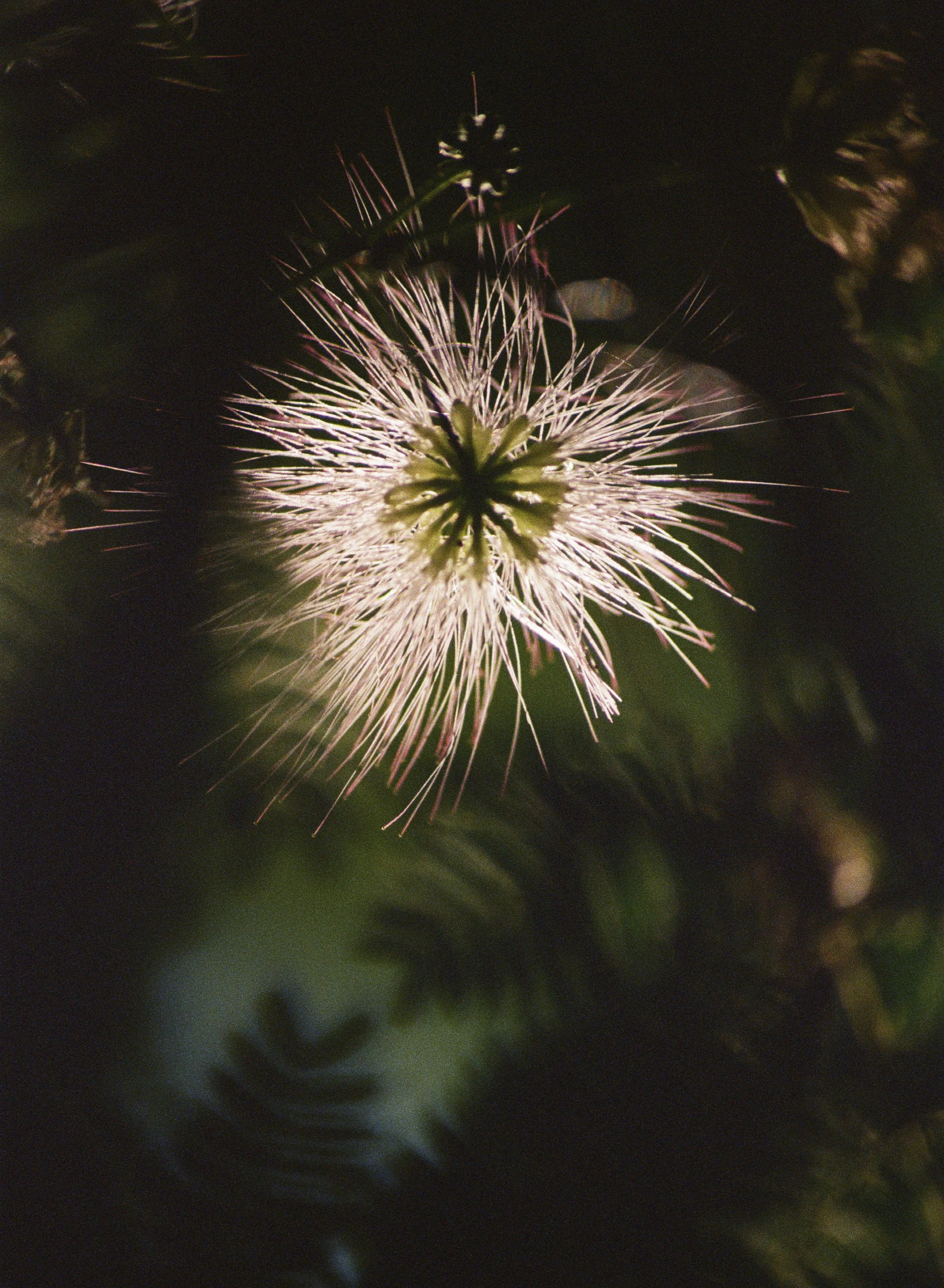 Fuji 400 2-33.jpg
