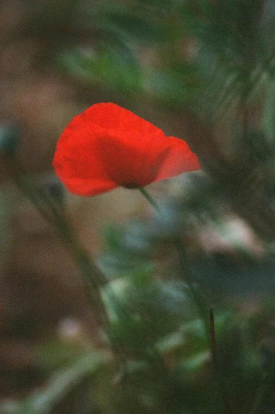 91680005.jpg