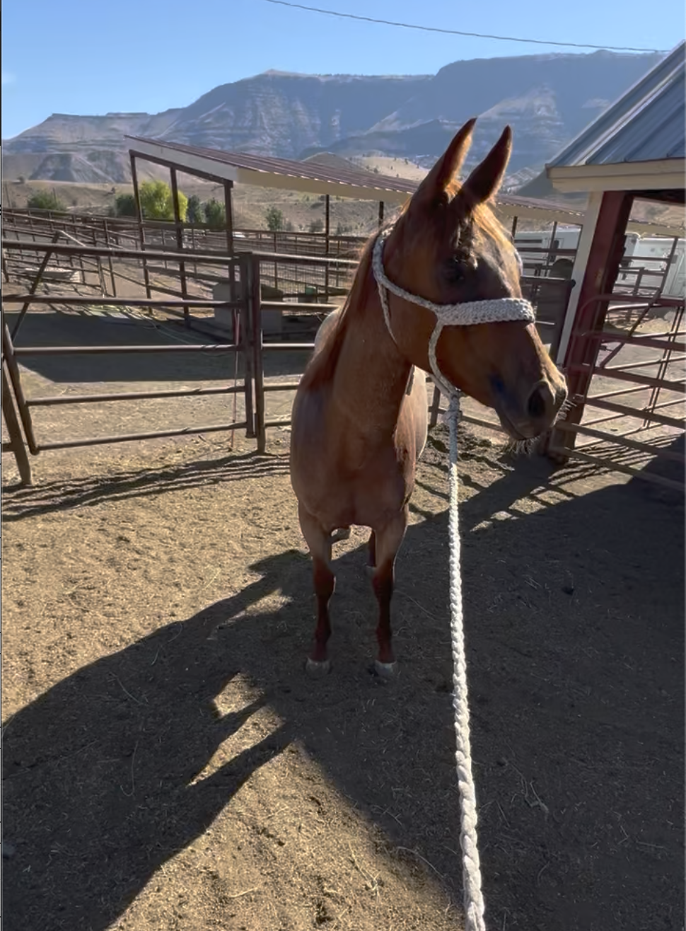 Longview Ranch: Bridle Training