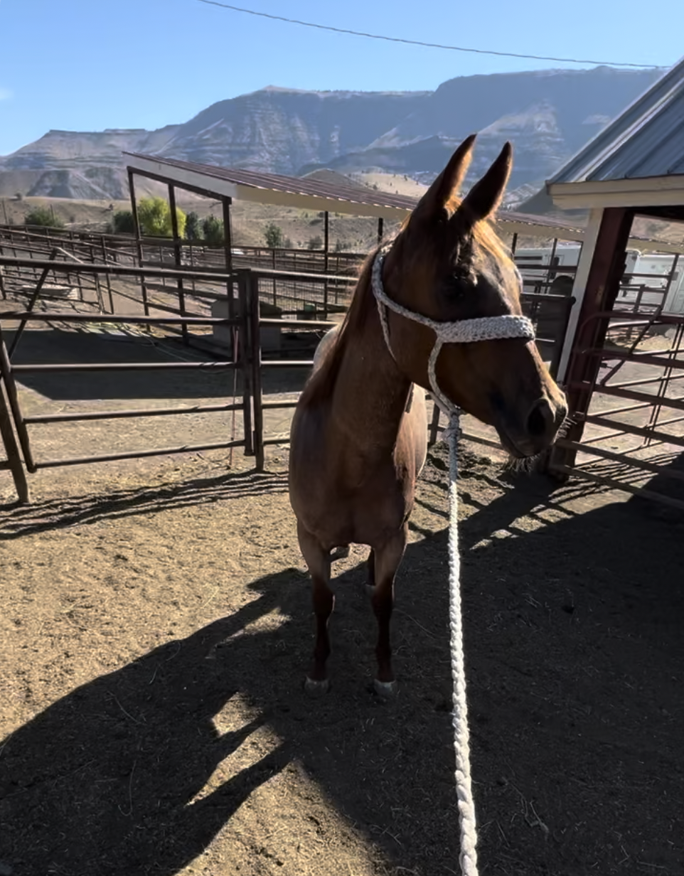 Longview Ranch: Bridle Training