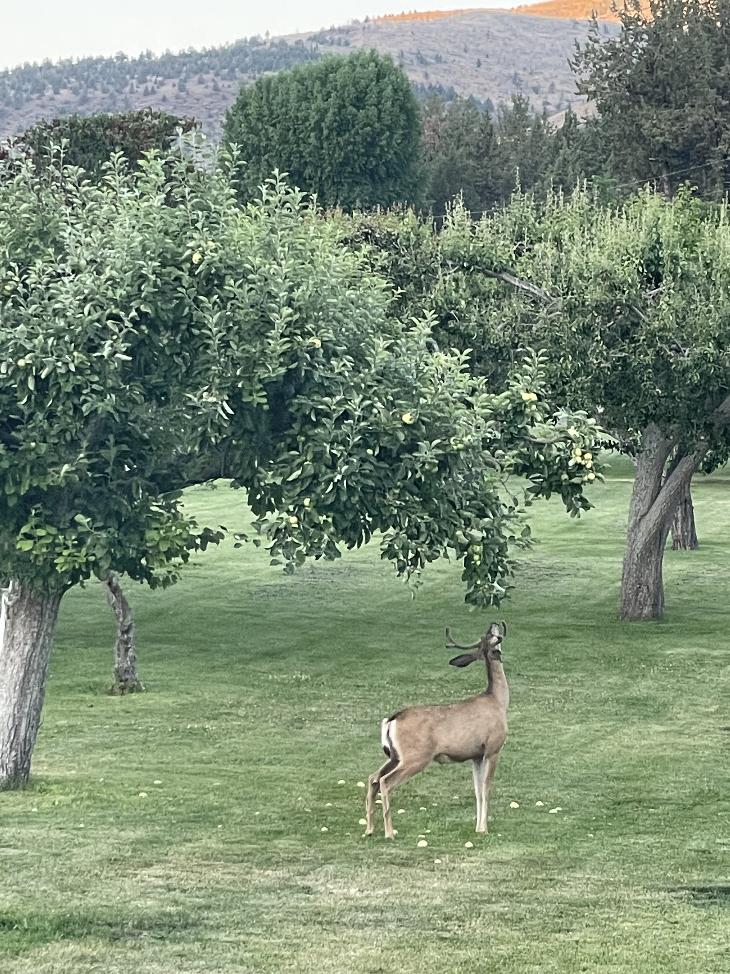 Longview Ranch: Staying Committing to a Sustainable Future Through ...