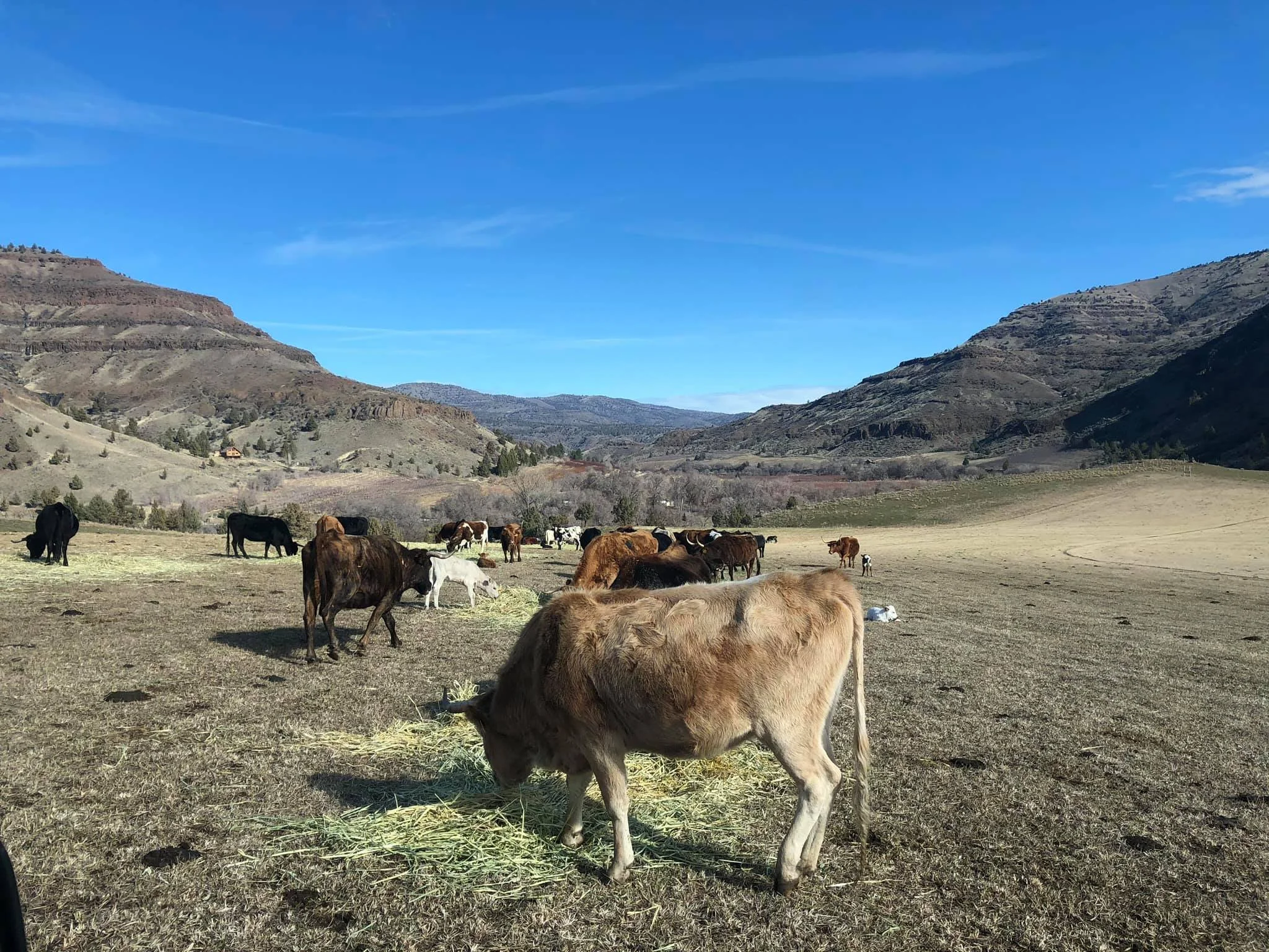 Longview Ranch is in the process of changing their cattle herd over to ...