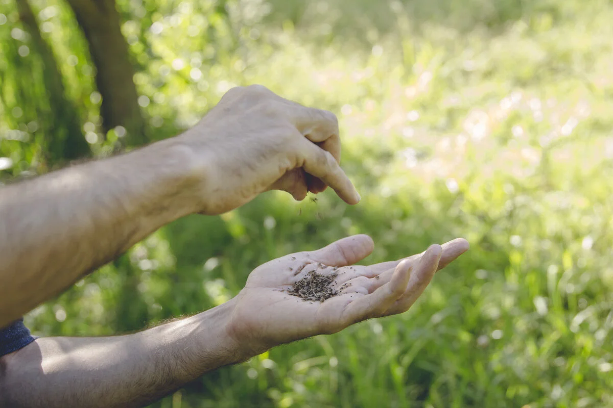 Top 5 Gut Healing Ayurvedic Herbs