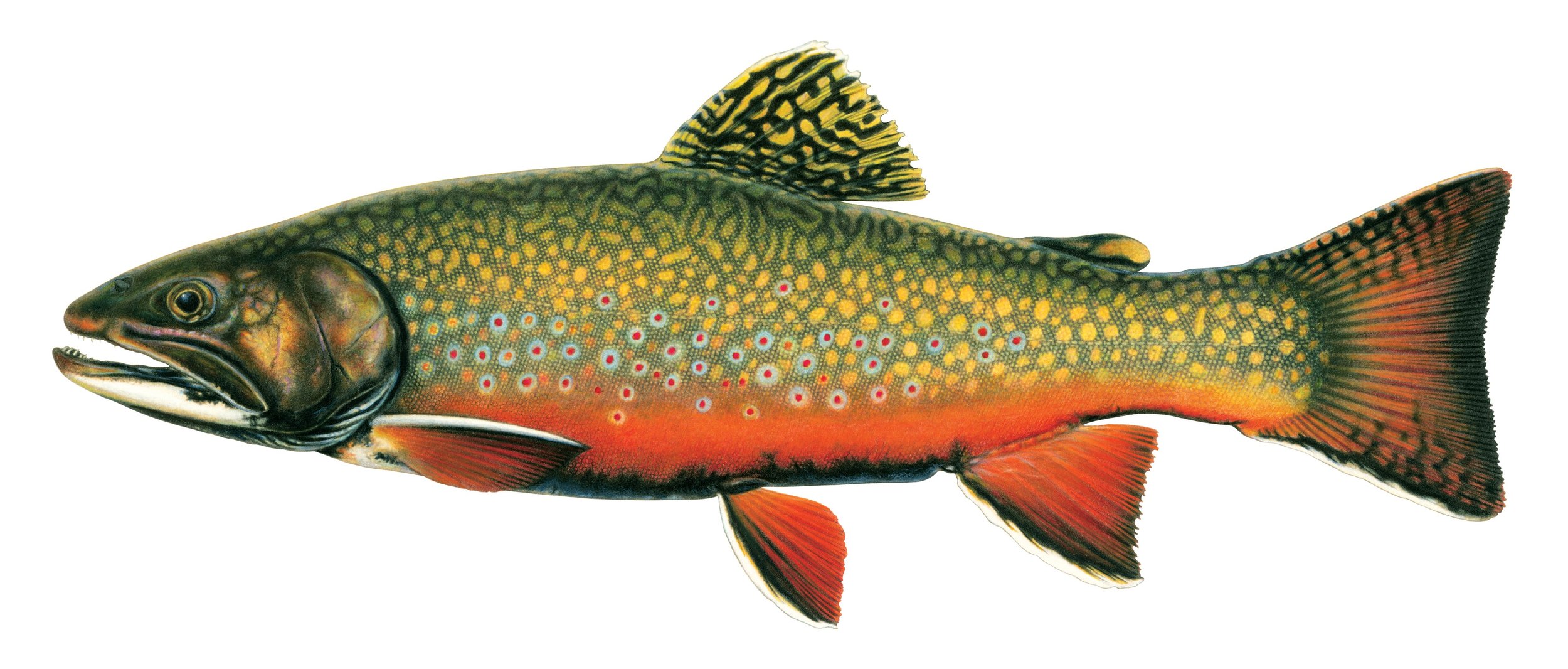 BROOK TROUT