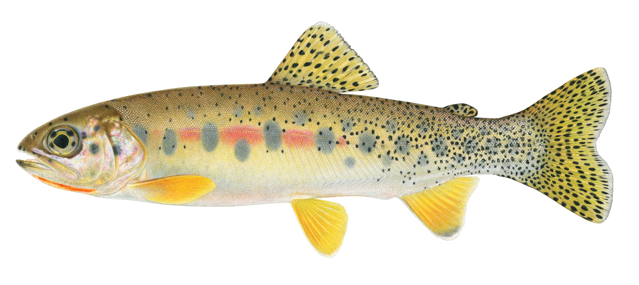 WESTSLOPE CUTTHROAT TROUT