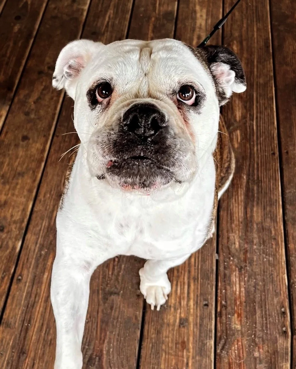 Café Croyde Bay is a dog-friendly café in Croyde, welcoming walkers, surfers, and their four-legged friends. Enjoy locally sourced food, fresh coffee, and ocean views while your dog relaxes beside you on our sunny terrace overlooking Croyde Bay.