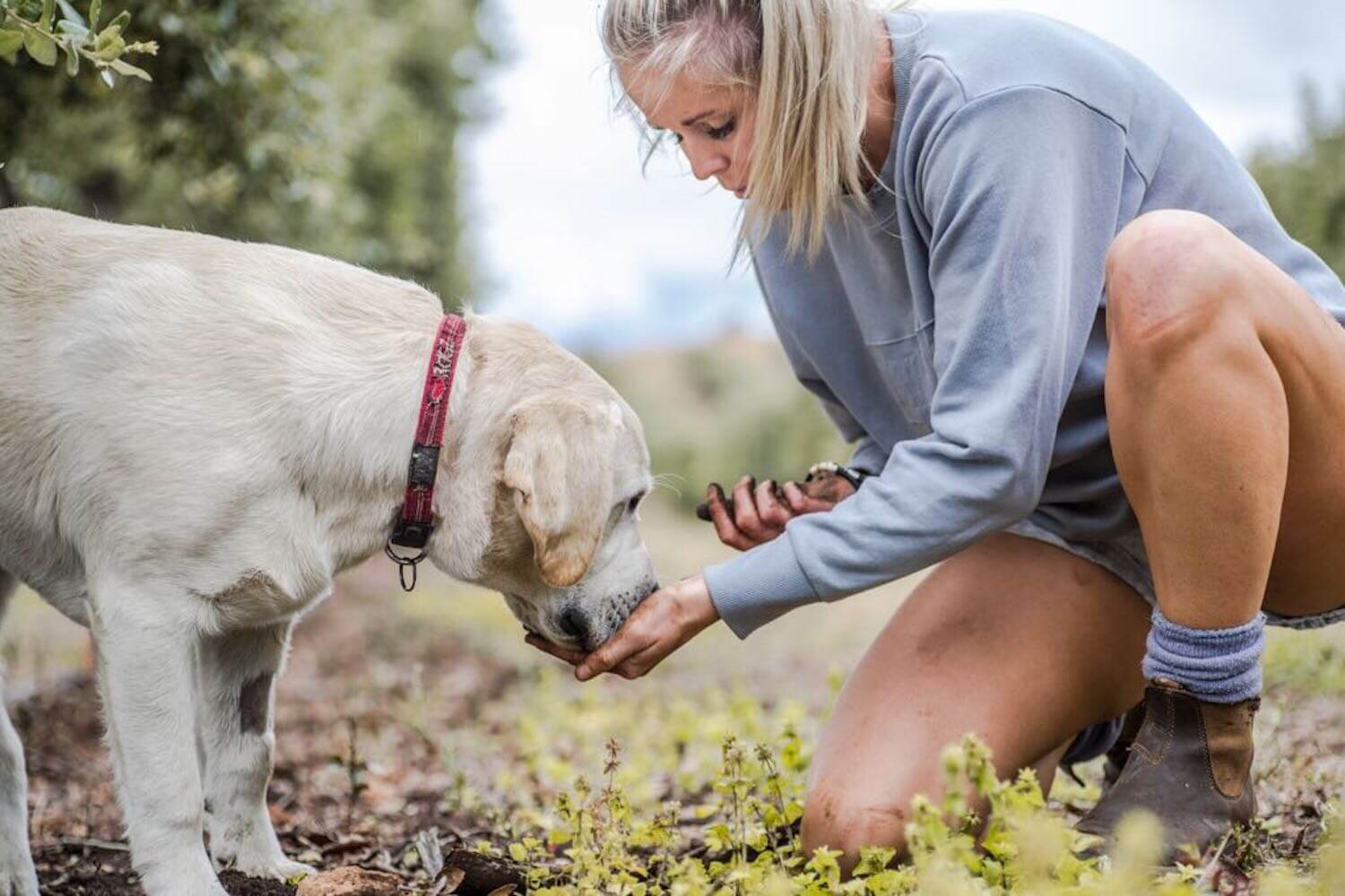 The Truffle Farm Tasmania Home of Australia's First Black Truffle