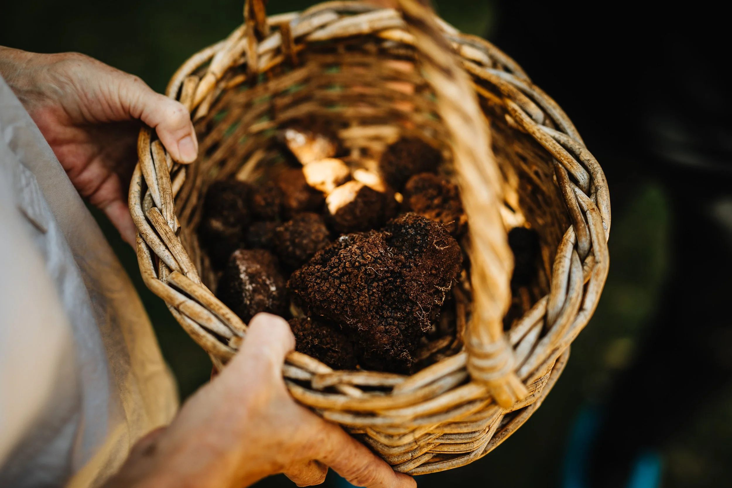 Truffle Seasons &amp; Seasonal Expectations