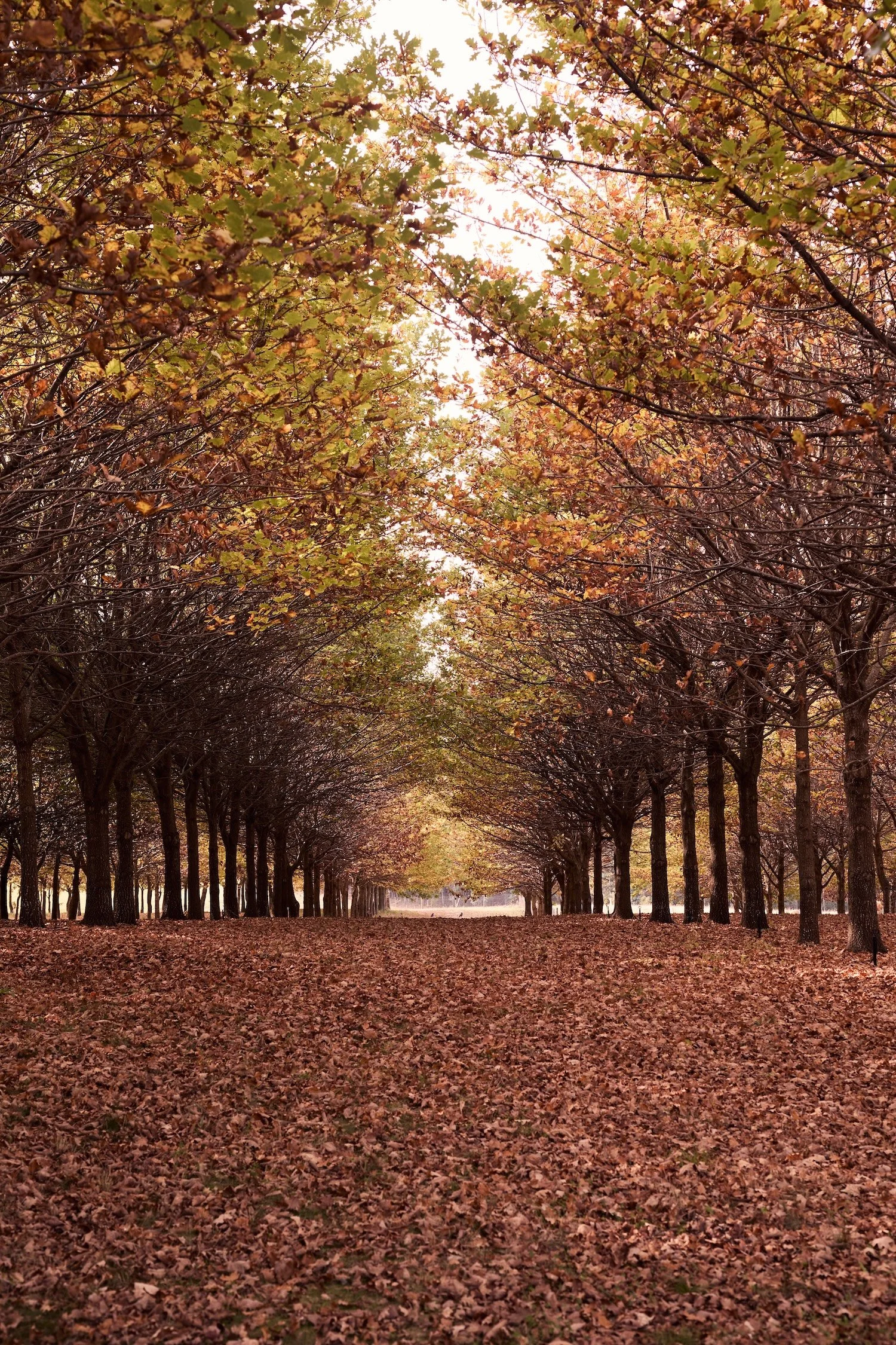 Plantation Access &amp; Biosecurity
