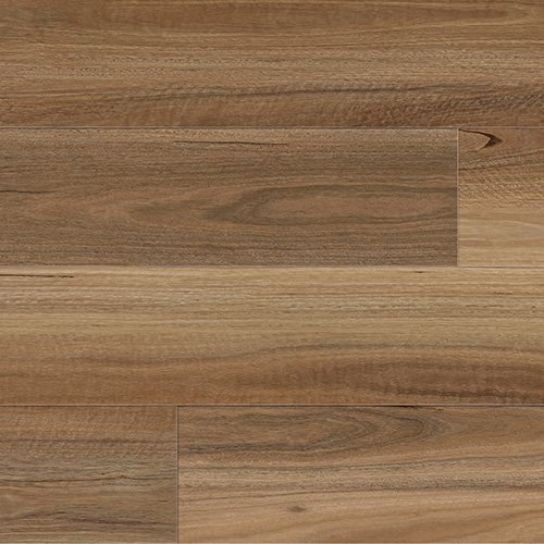 7122 Northern Spotted Gum