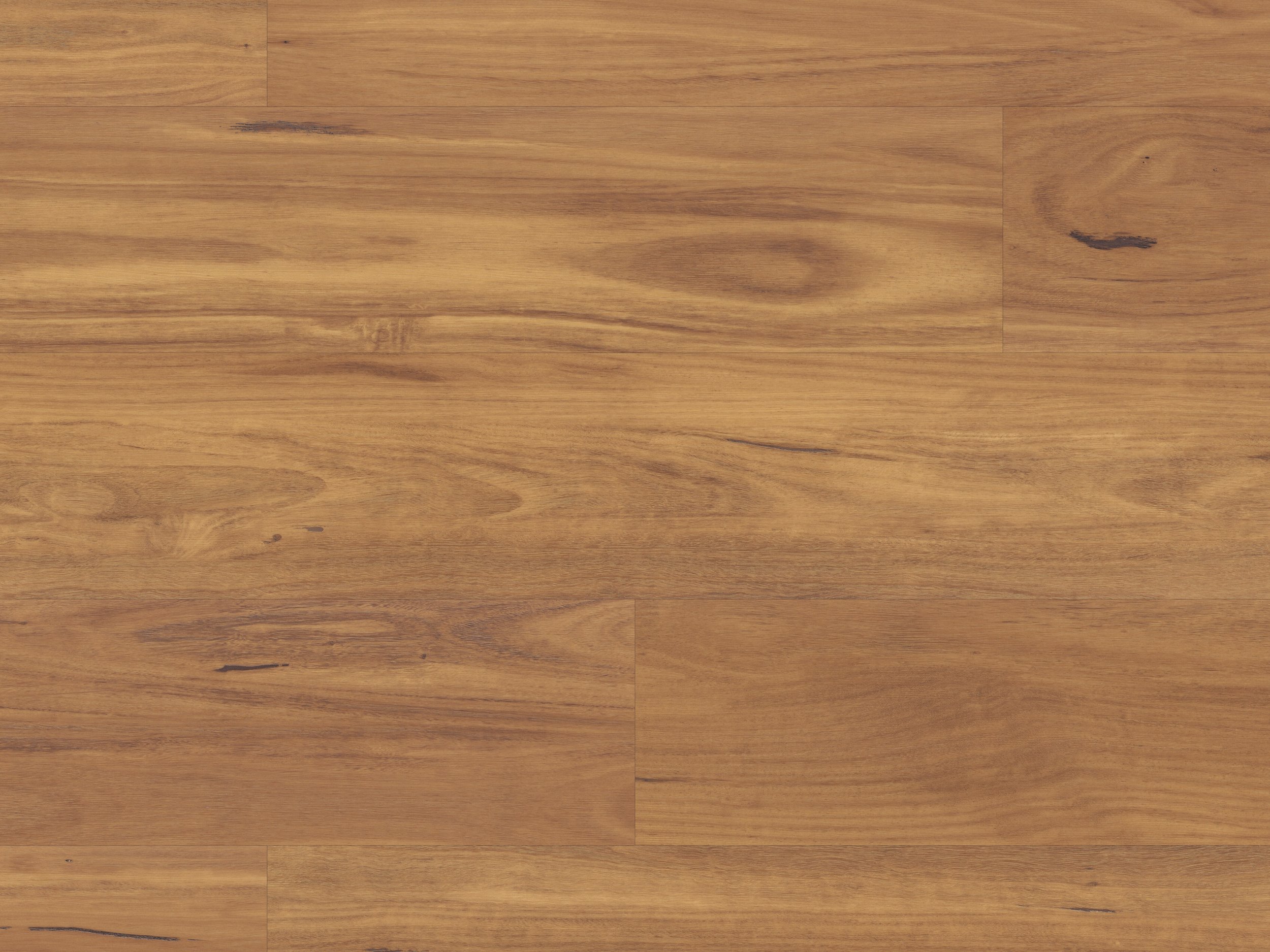LLP314 Embered Blackbutt
