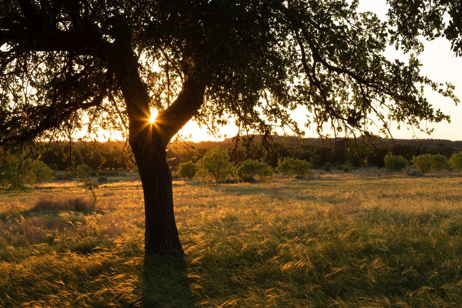 MT7/Pendleton Pasture