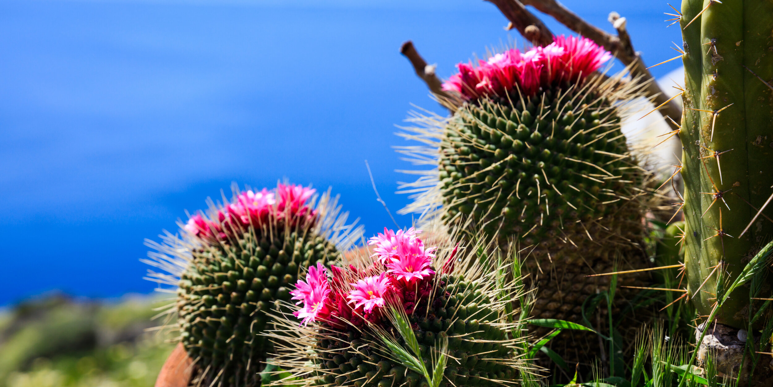 Cactus Flower candles, ocean scented coconut wax candles