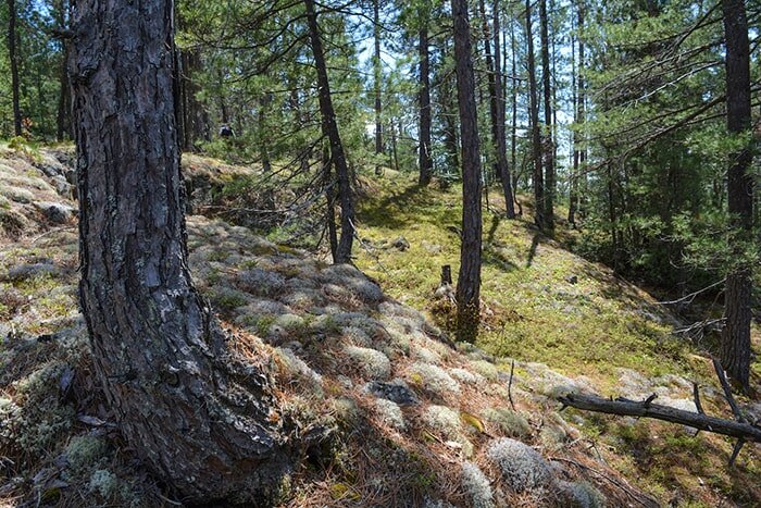 Cliff Lake Ridge jack pines, Temagami.JPG