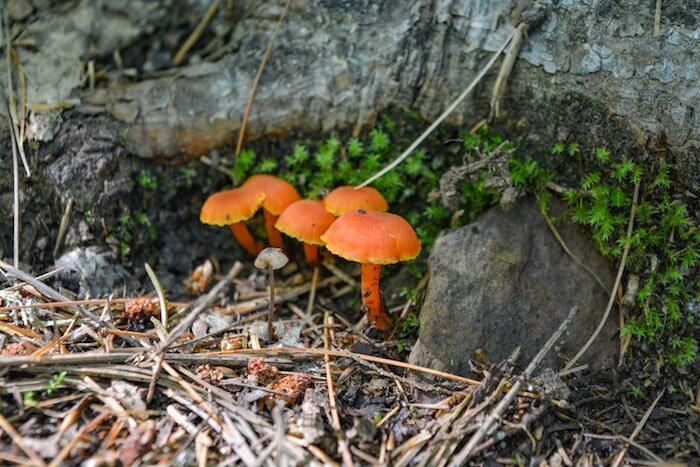 Mushrooms on High Rock trail, Temagami.jpg