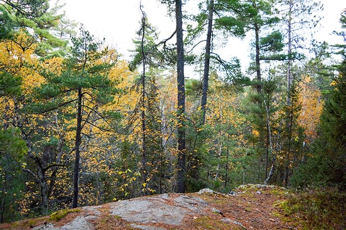 White Bear Forest lookout, Temagami.jpg