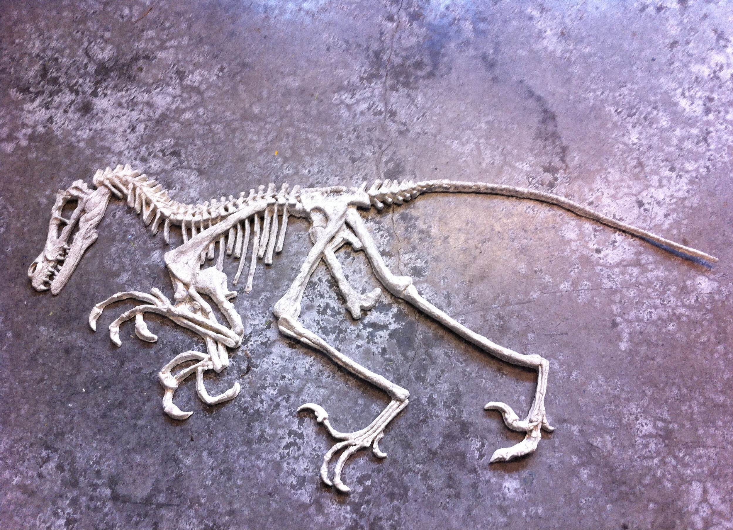 Dino Dig - Fossil Replica