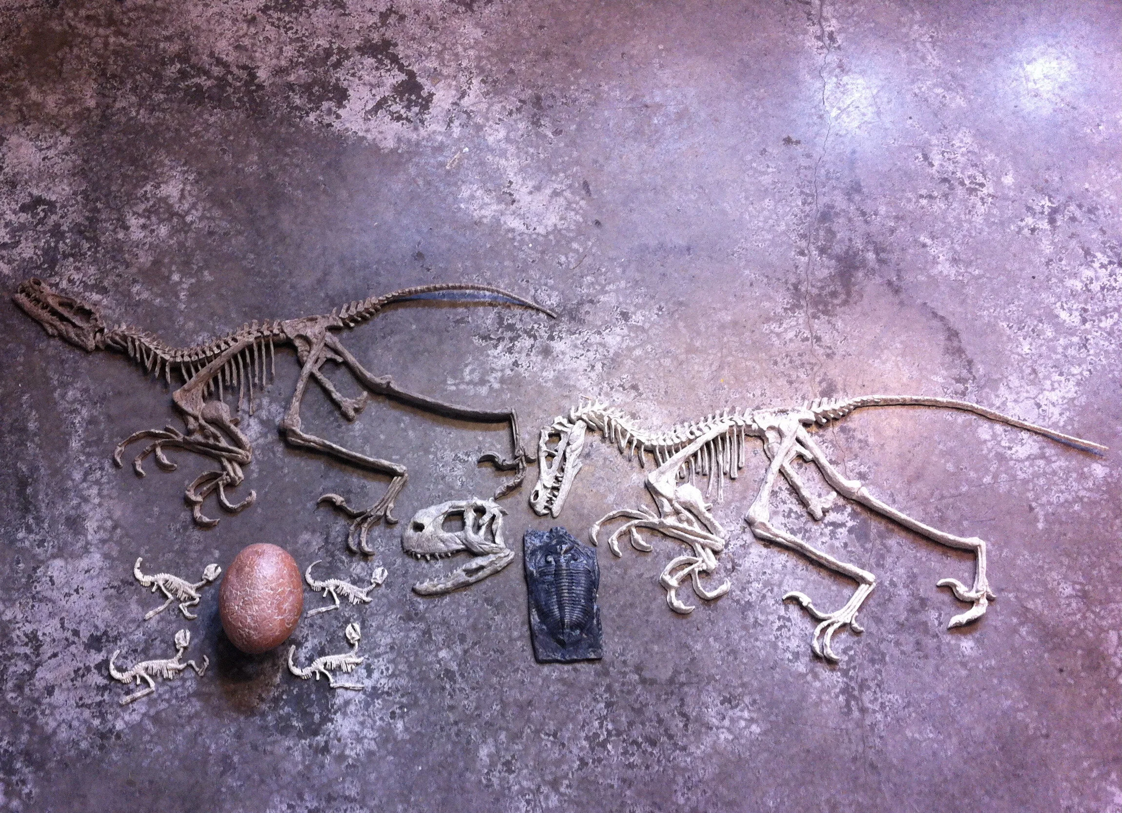 Dino Dig - Fossil Replica