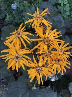 Black+Eyed+Susans_3.JPG