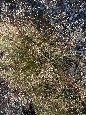 Grasses.JPG