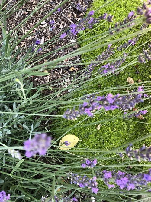 Lavander+and+Moss.JPG