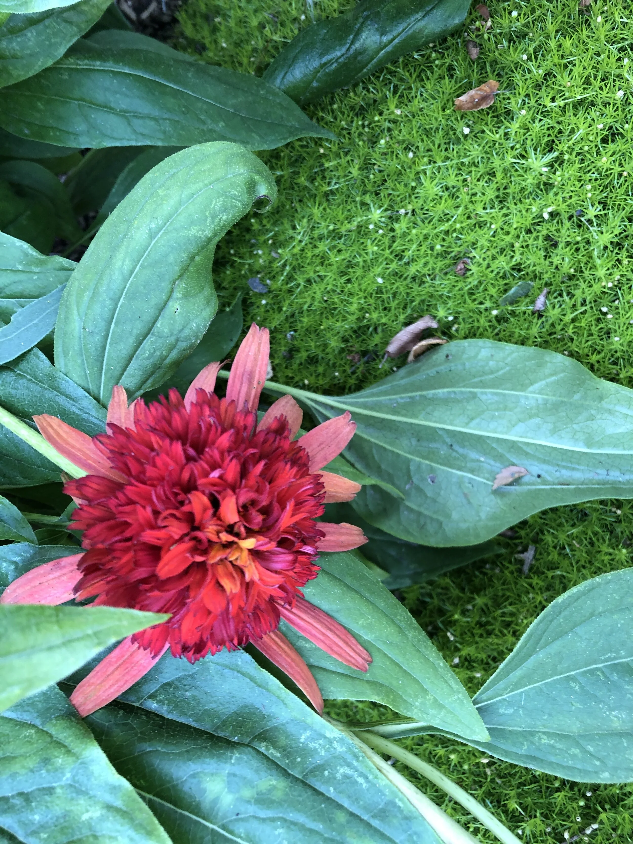 Echinacea and Moss.JPG