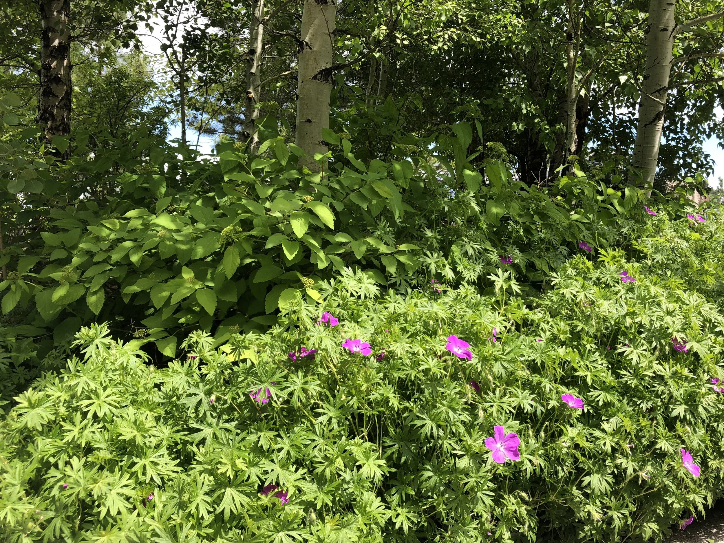 Geranium Border.JPG