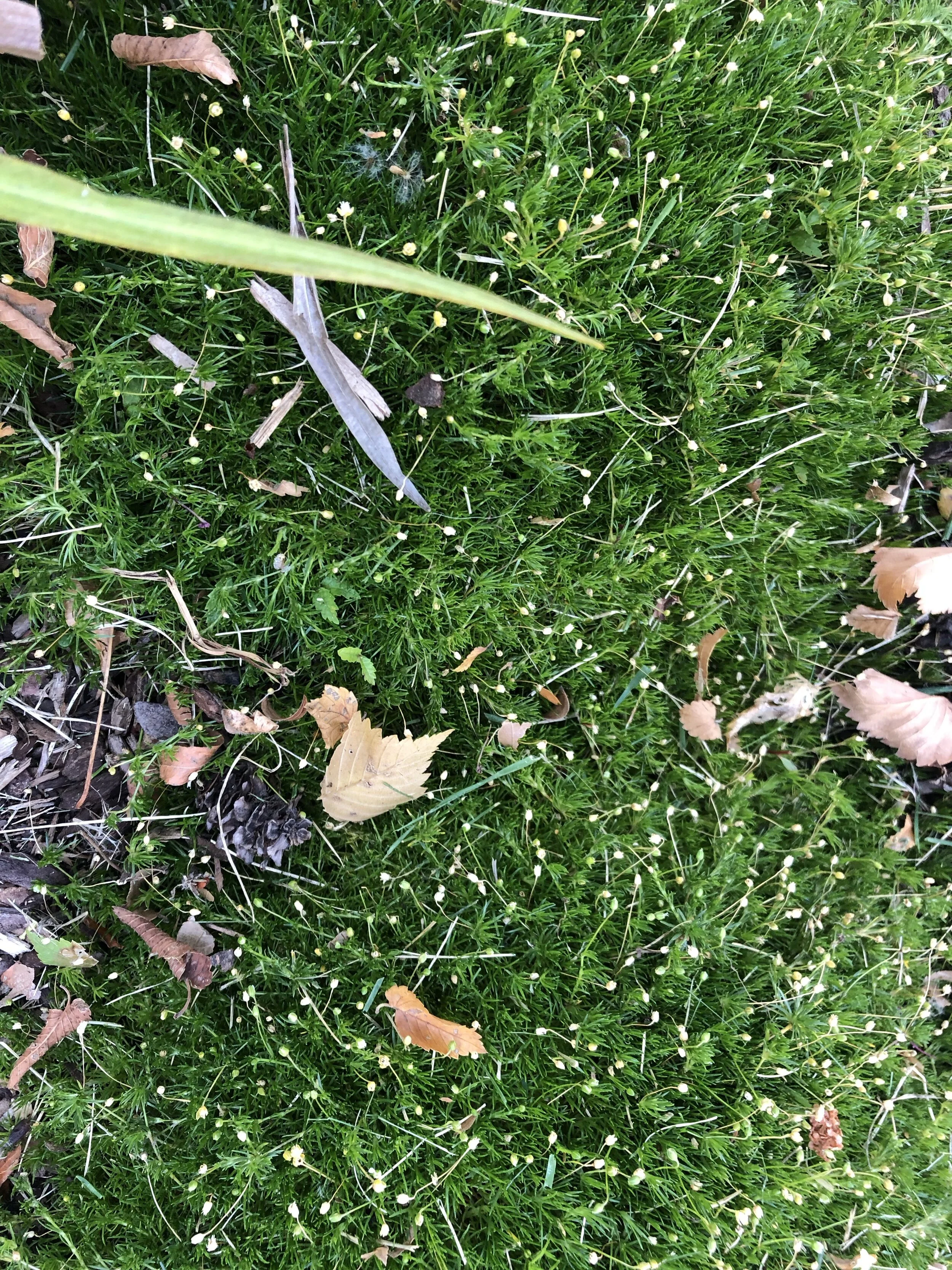 Moss_2.JPG