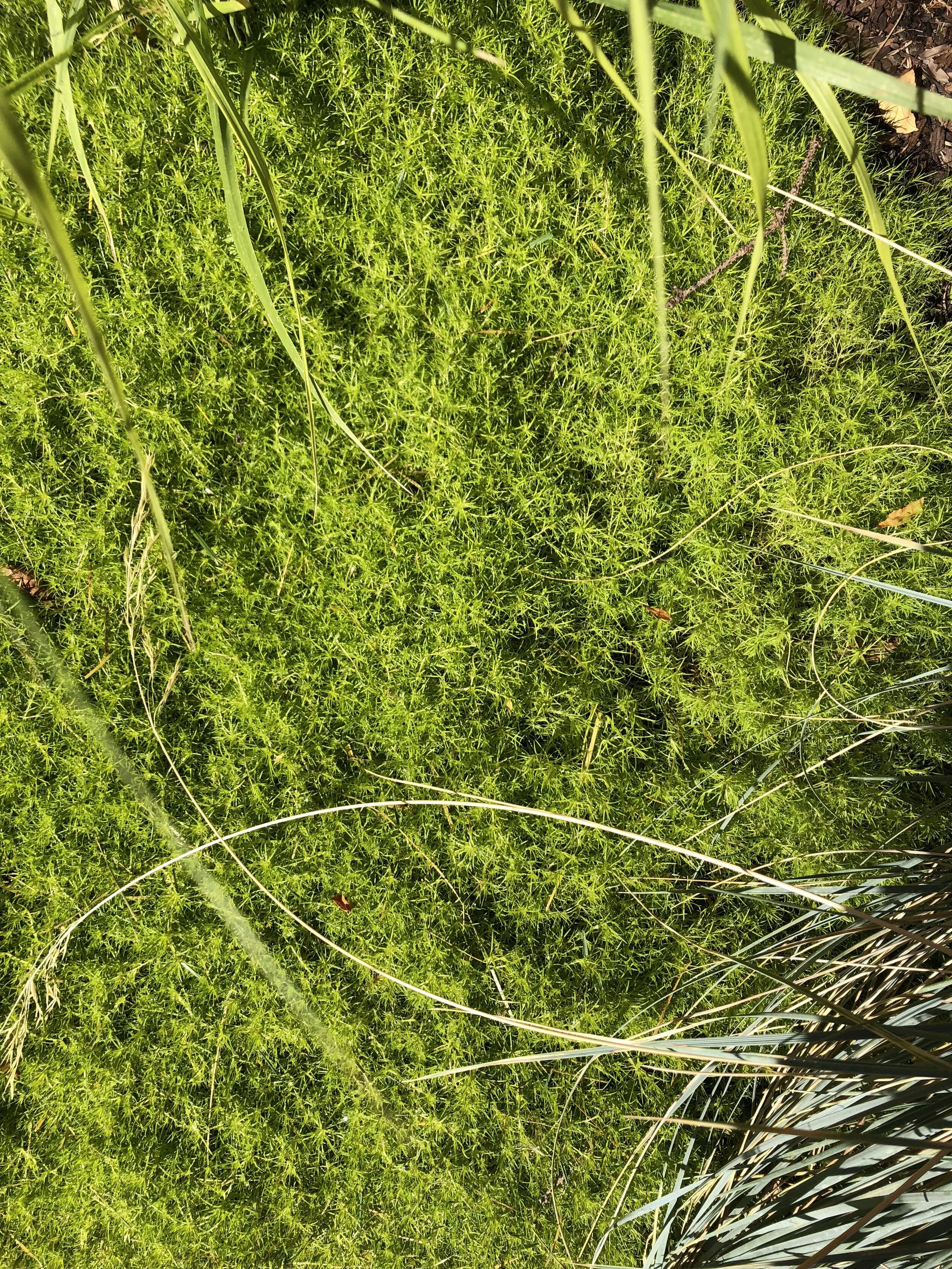Moss.JPG