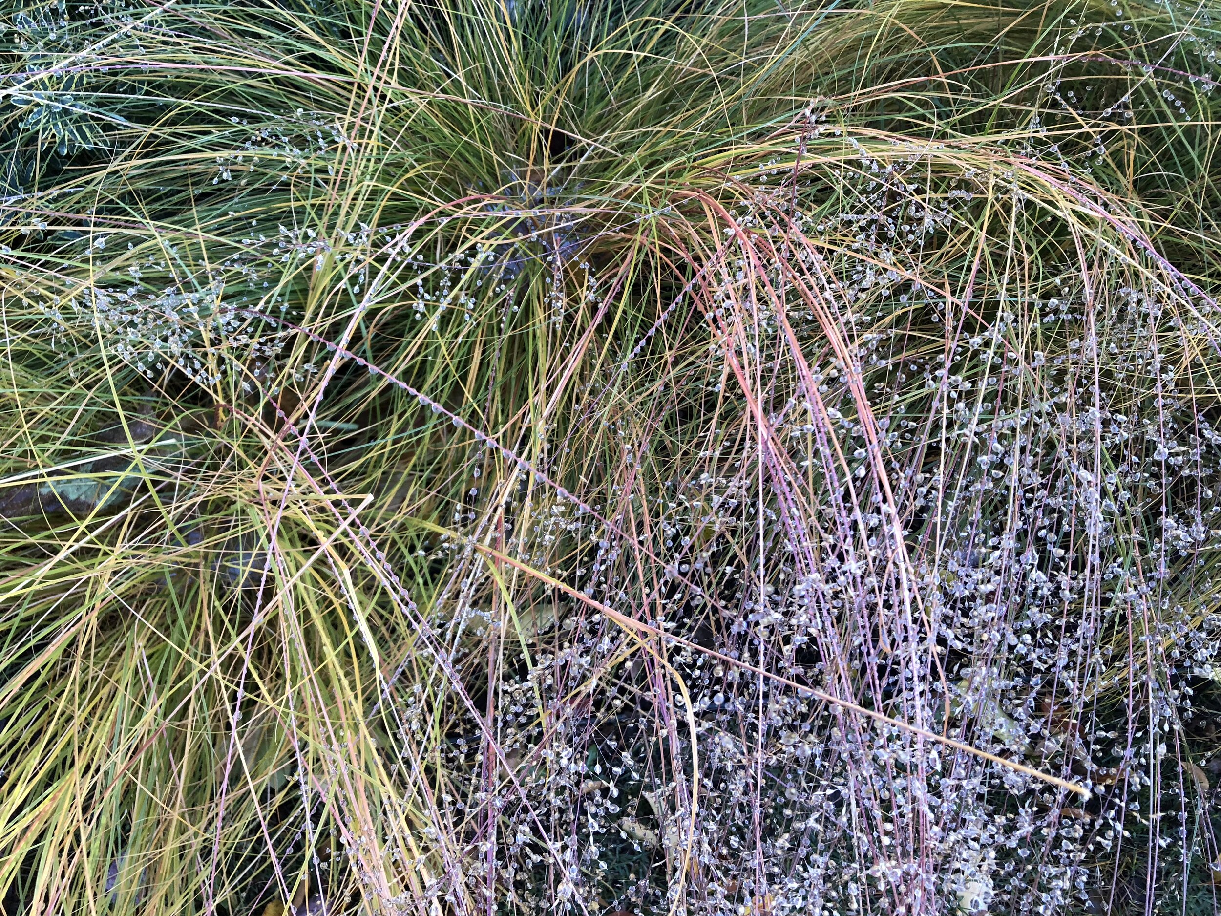 Grasses with Dew_3.JPG