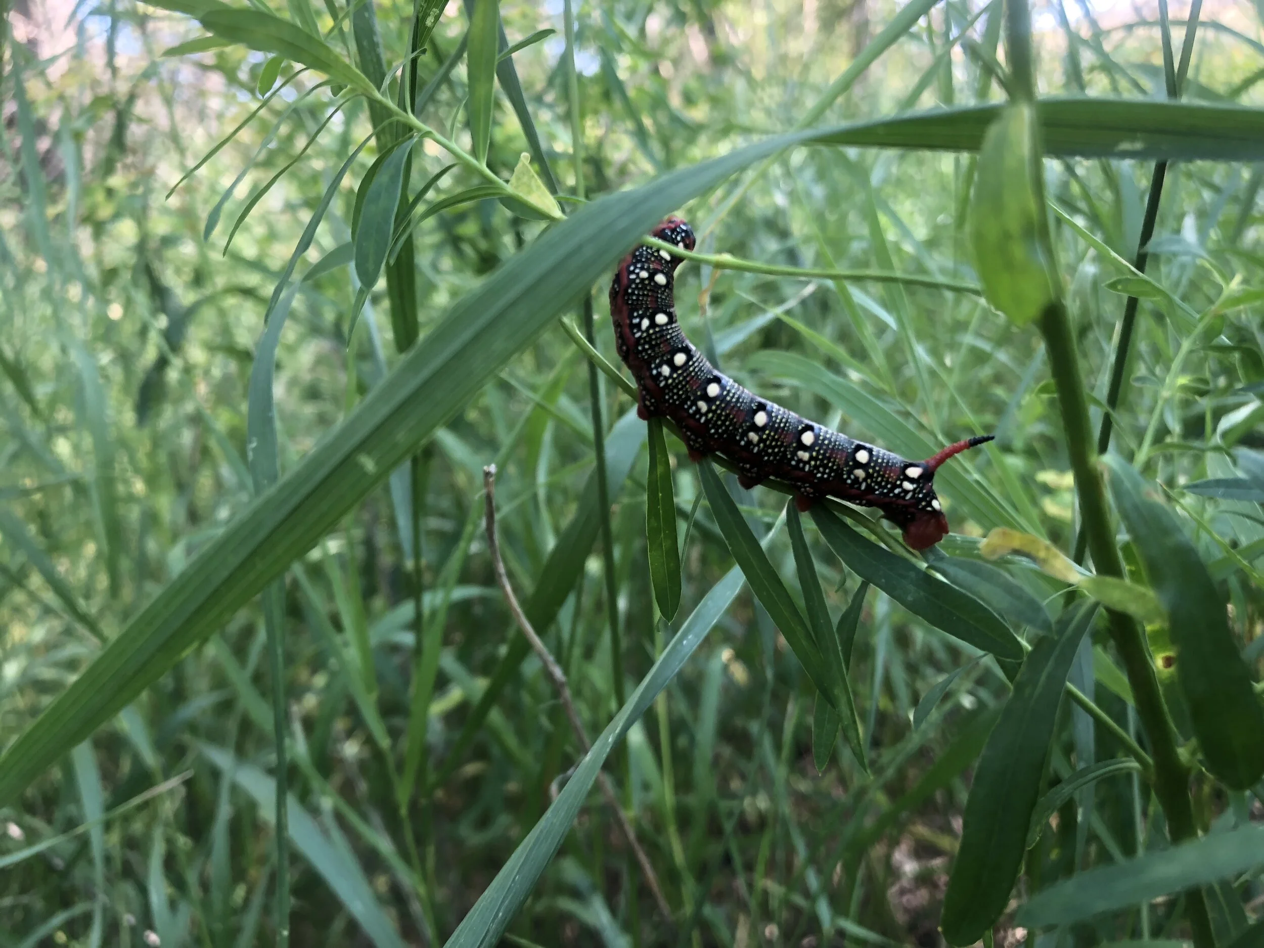 Catapillar_2.JPG
