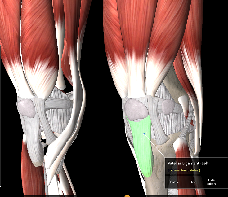 Knee muscles and tendons exposed showing the commonly injured site - the patella tendon