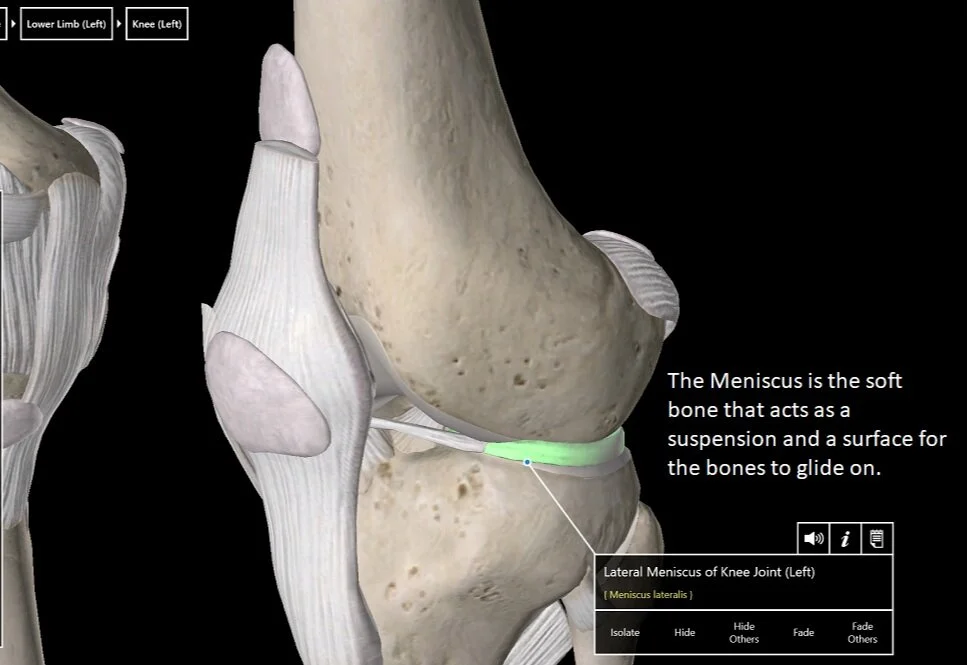 Bone Anatomy showing Meniscus highlighted in green