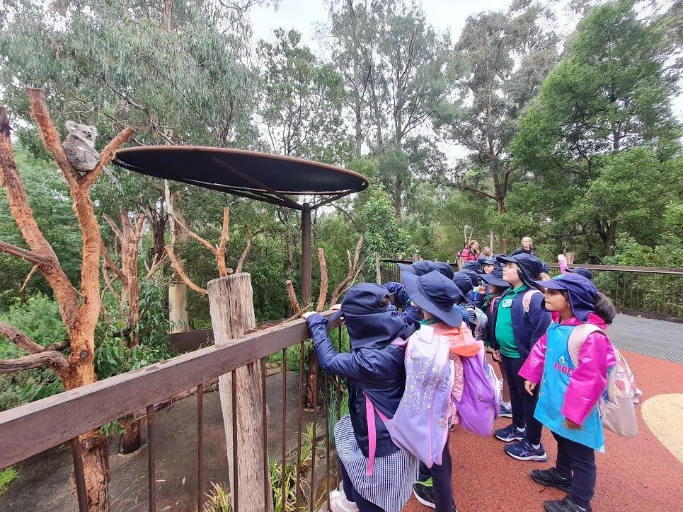 Koala.jpeg