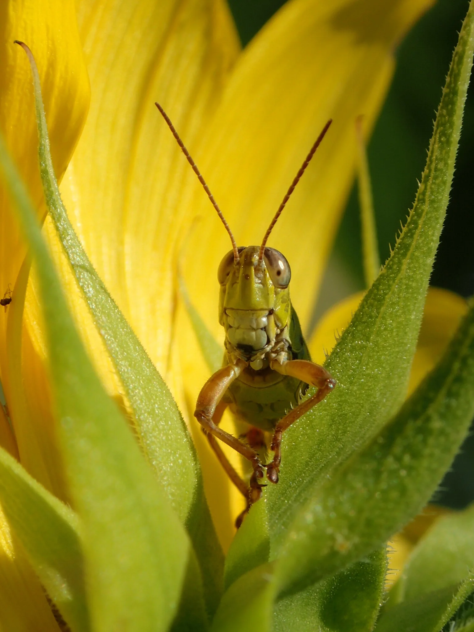 Jeremy_Wayman_Curious_Grasshoper.JPG